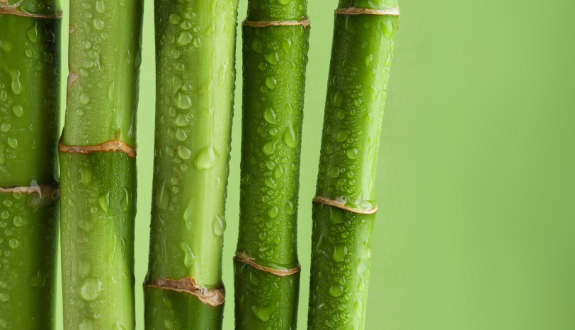 green-bamboo-background-with-water-drops-2021-08-26-16-57-50-utc.png